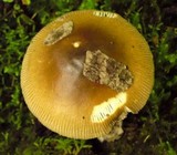 Amanita ceciliae image