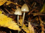 Psilocybe pelliculosa image