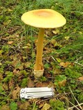 Amanita crocea image