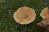 Armillaria nabsnona image