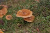 Armillaria nabsnona image