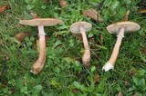 Armillaria nabsnona image