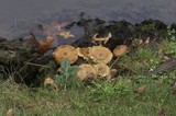 Armillaria nabsnona image