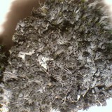 Phaeophyscia sciastra image