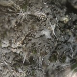 Phaeophyscia sciastra image