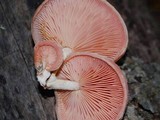 Rhodotus palmatus image