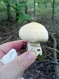 Clitocybe robusta image