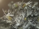 Phaeophyscia sciastra image