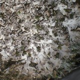 Physconia muscigena image