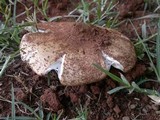 Termitomyces umkowaan image