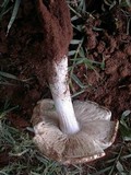 Termitomyces umkowaan image