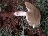 Termitomyces umkowaan image