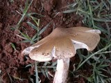 Termitomyces umkowaan image