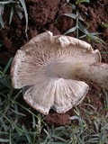 Termitomyces umkowaan image