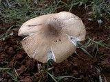 Termitomyces umkowaan image
