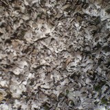 Physconia muscigena image