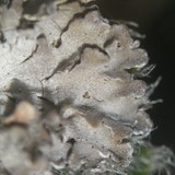 Physconia muscigena image