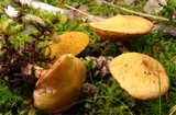 Suillus flavidus image