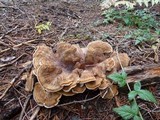 Bondarzewia occidentalis image