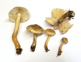 Tricholoma aurantio-olivaceum image