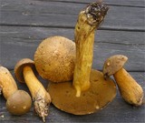 Suillus variegatus image