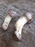 Tricholoma portentosum image
