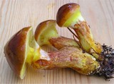 Suillus grevillei image
