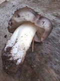 Tricholoma portentosum image