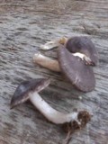 Tricholoma virgatum image