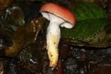 Gomphidius subroseus image