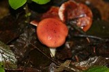 Gomphidius subroseus image