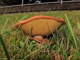 Suillus luteus image