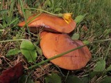 Suillus luteus image