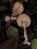 Chlorophyllum olivieri image