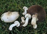 Agaricus californicus image
