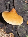 Crepidotus mollis image