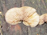 Crepidotus mollis image