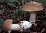 Amanita lividopallescens image