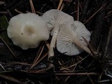 Clitocybe fragrans image
