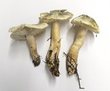 Tricholoma saponaceum image