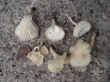 Cuphophyllus virgineus image