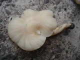 Cuphophyllus virgineus image