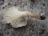 Cuphophyllus virgineus image