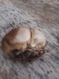 Calvatia cyathiformis image