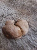 Calvatia cyathiformis image