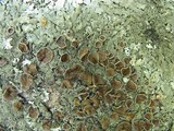 Xanthoparmelia conspersa image