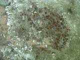 Xanthoparmelia conspersa image