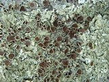 Xanthoparmelia conspersa image