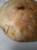 Agaricus californicus image
