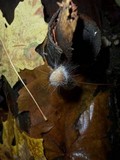 Spinellus fusiger image